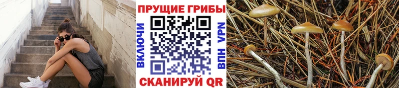 Галлюциногенные грибы Psilocybine cubensis  где продают наркотики  Грозный 